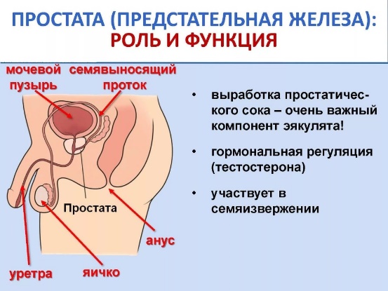 urologia2.jpg